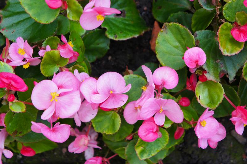 Begonias are traditional hardy plants for area gardens, and two new varieties sport a popular East Coast phrase – Bada Bing, Bada Boom. SKYMOON13/ADOBE STOCK